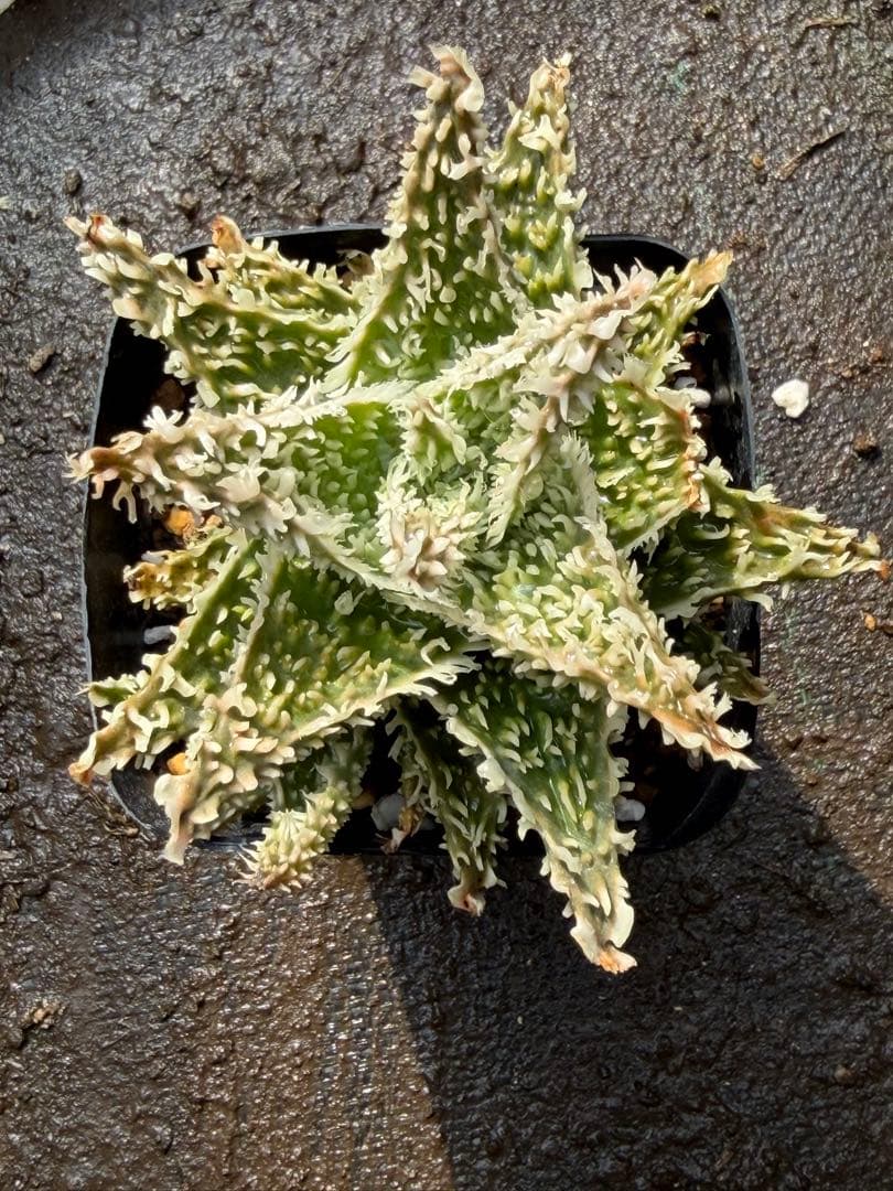アロエ　ハイブリッド　Aloe hybrid 第四種　M85