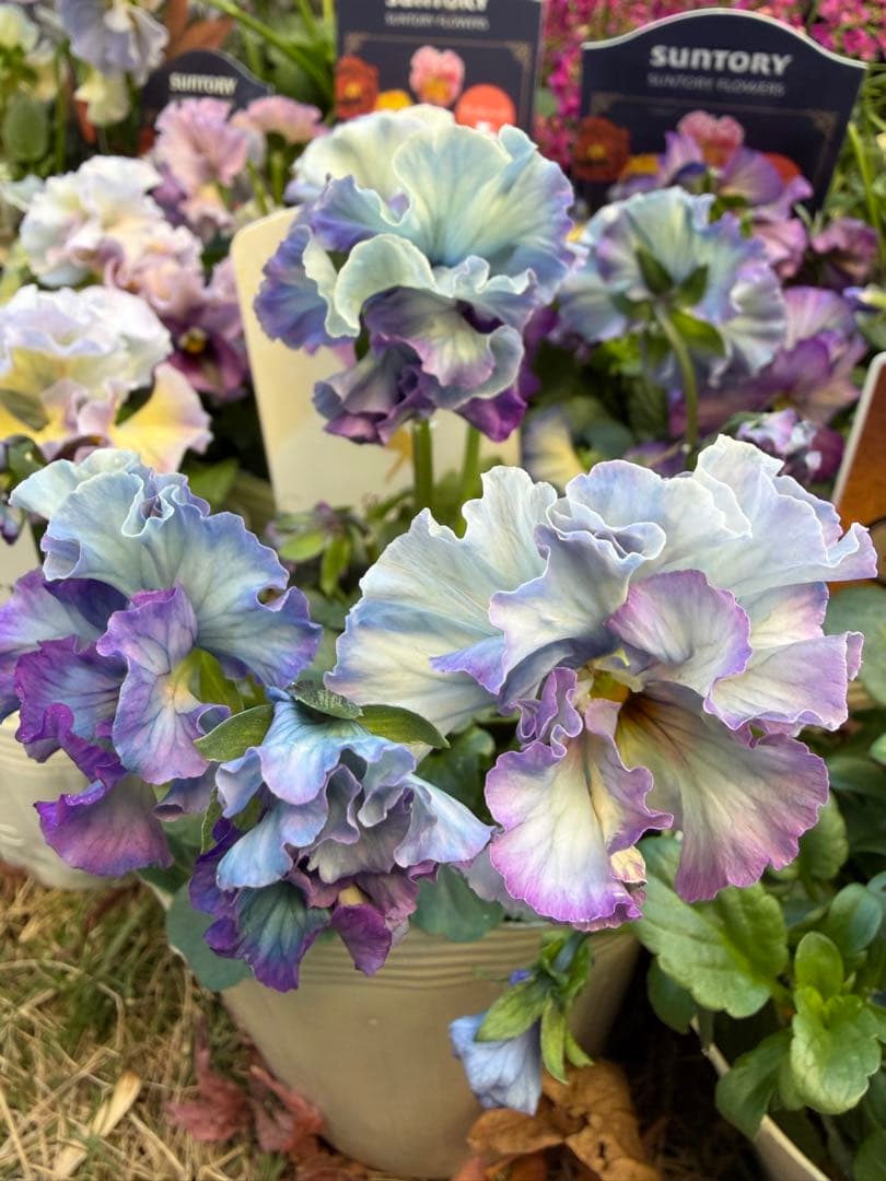 g7molin様4点　フェデネージュ　あけぼのフリル