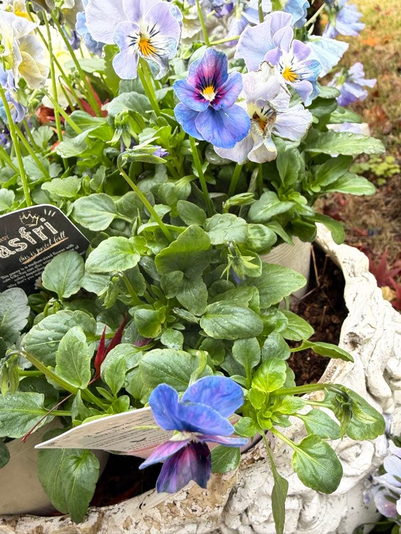 g7molin様4点　フェデネージュ　あけぼのフリル