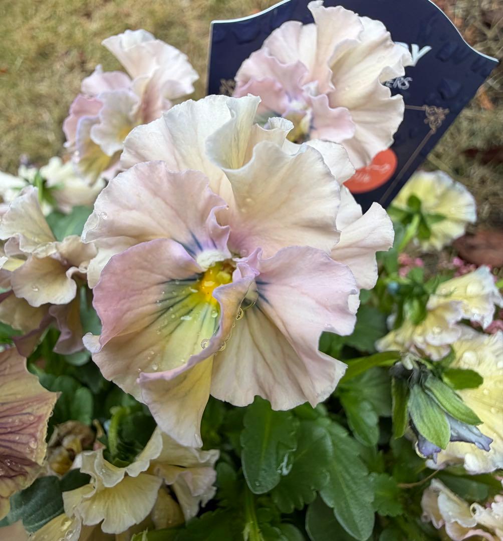 g7molin様4点　フェデネージュ　あけぼのフリル