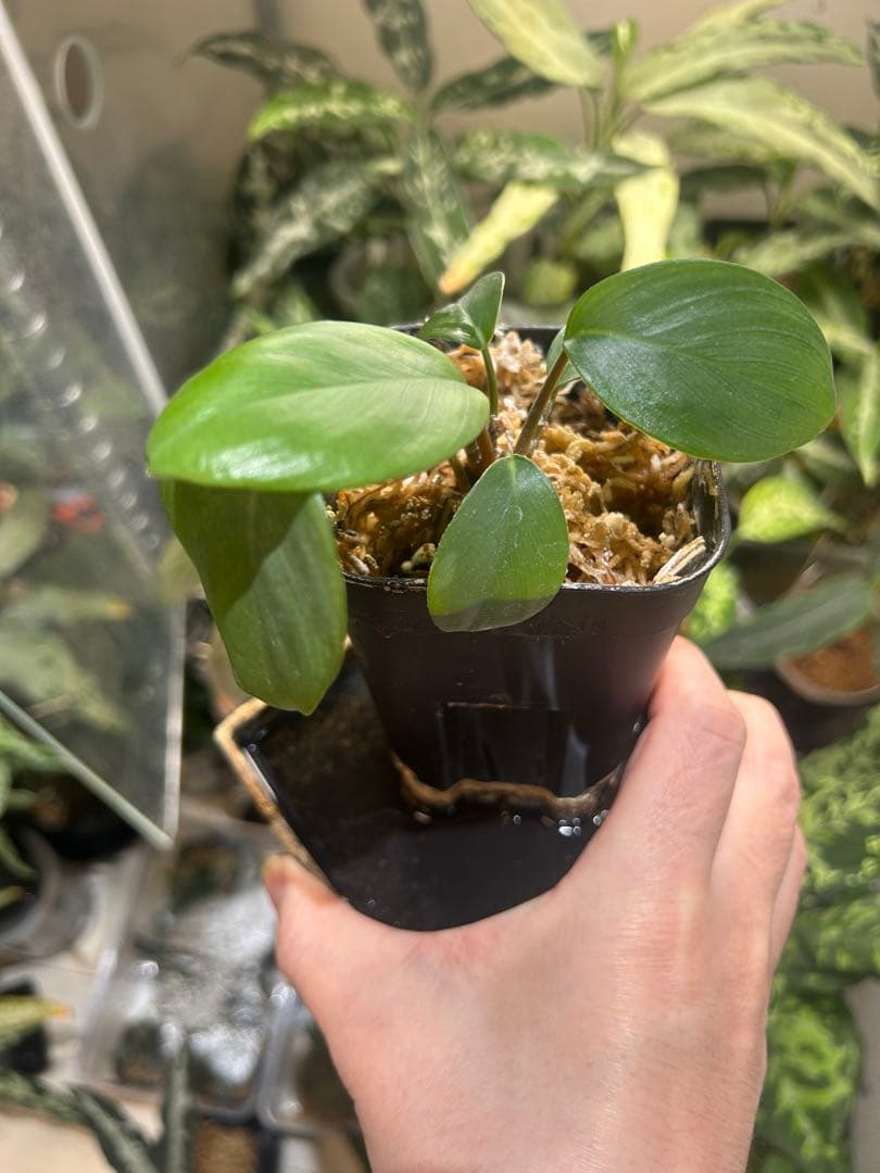 ホマロメナ homalomena 緑甲冑　AZ便　正規タグ付き