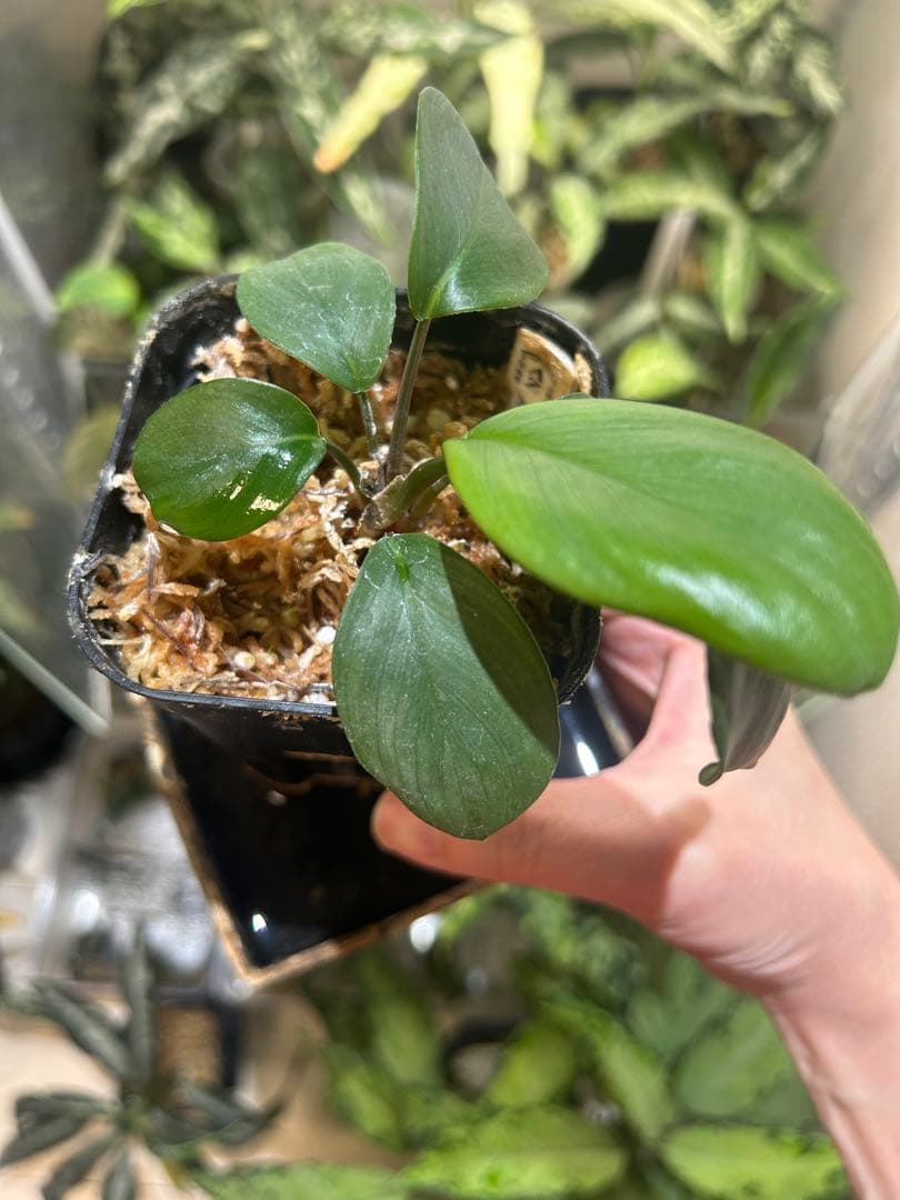 ホマロメナ homalomena 緑甲冑　AZ便　正規タグ付き