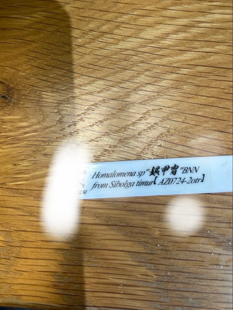 ホマロメナ homalomena 緑甲冑　AZ便　正規タグ付き