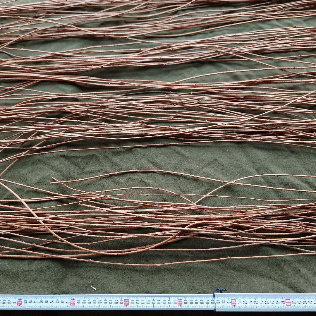 アケビの蔓(根蔓ランナー)