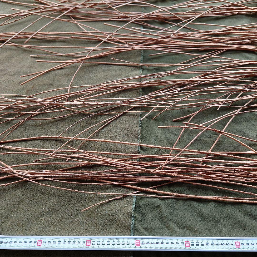 アケビの蔓(根蔓ランナー)