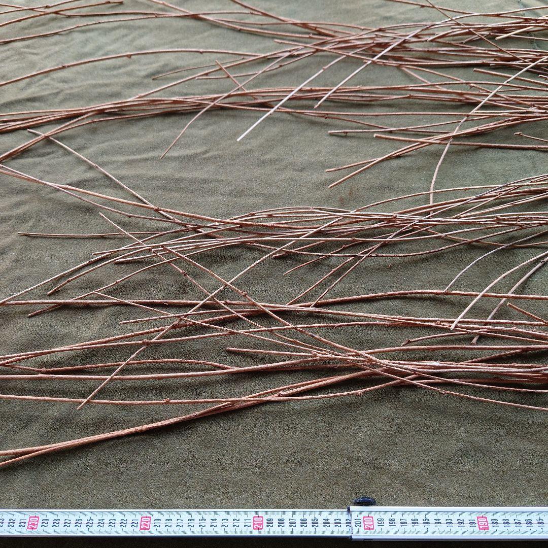 アケビの蔓(根蔓ランナー)