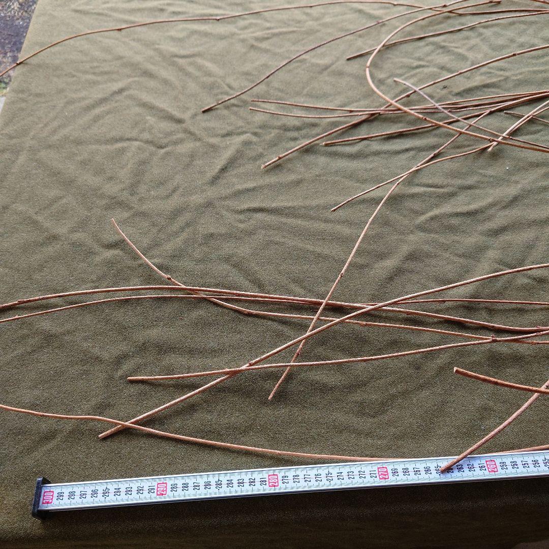 アケビの蔓(根蔓ランナー)