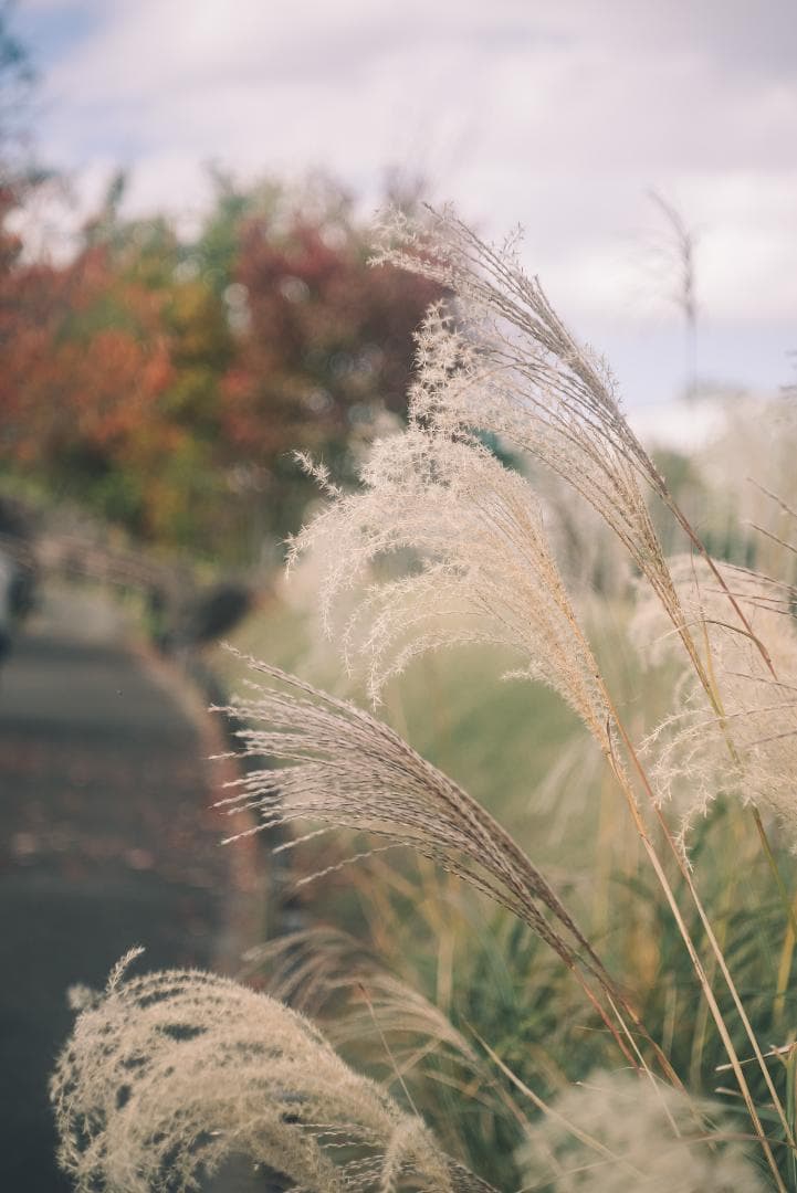 滲み玉！世界初の交換レンズ！Leica Elmar 50mm F3.5