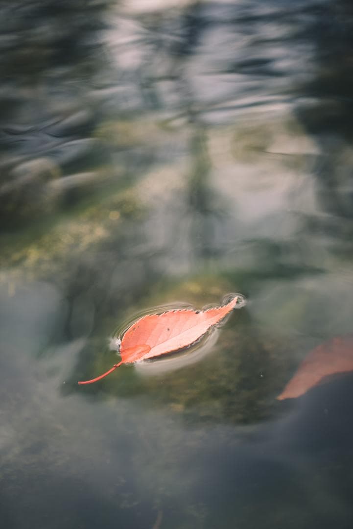 滲み玉！世界初の交換レンズ！Leica Elmar 50mm F3.5