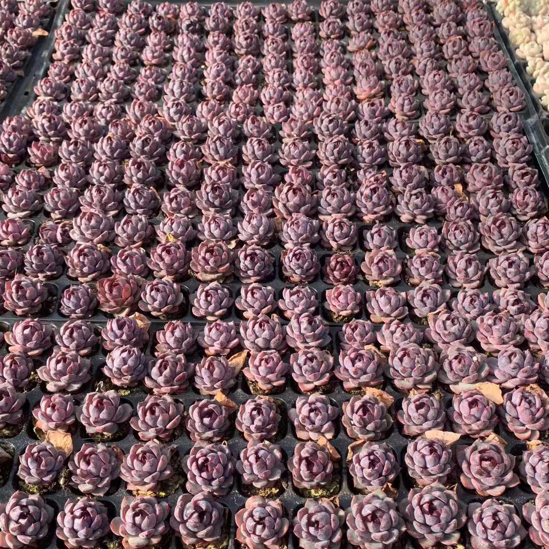 Top【選抜株】多肉植物　25422チーズブルーベリー　105個　プラグトレー苗