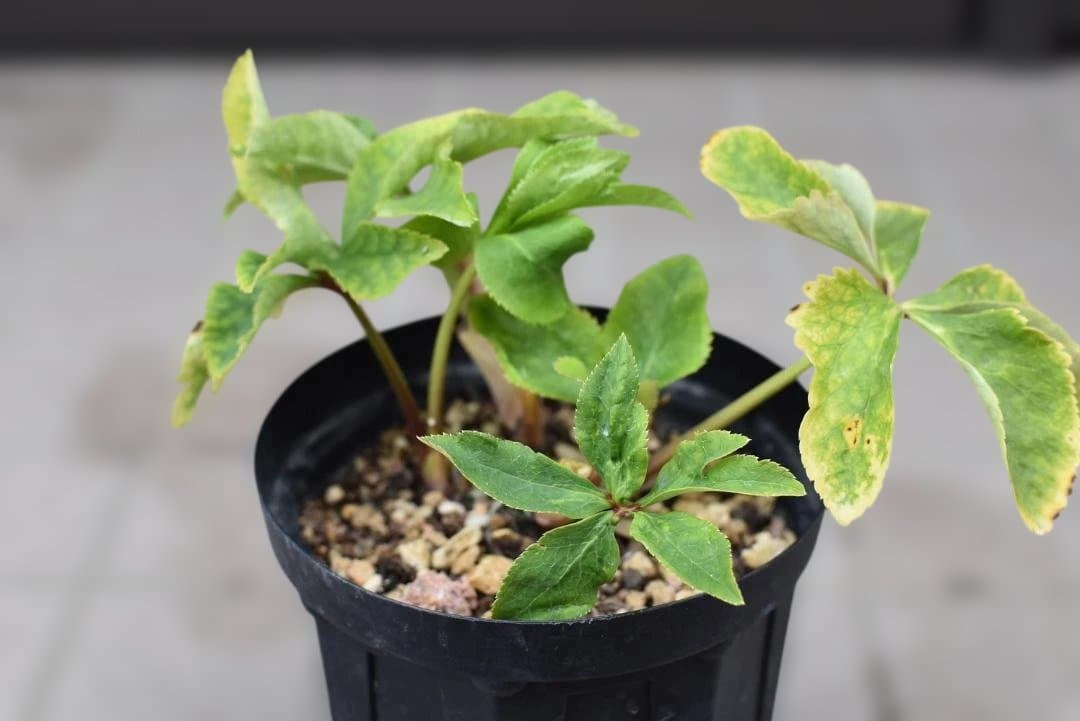 【認定】加藤農園　ゴールドモーリー　お花終わり価格