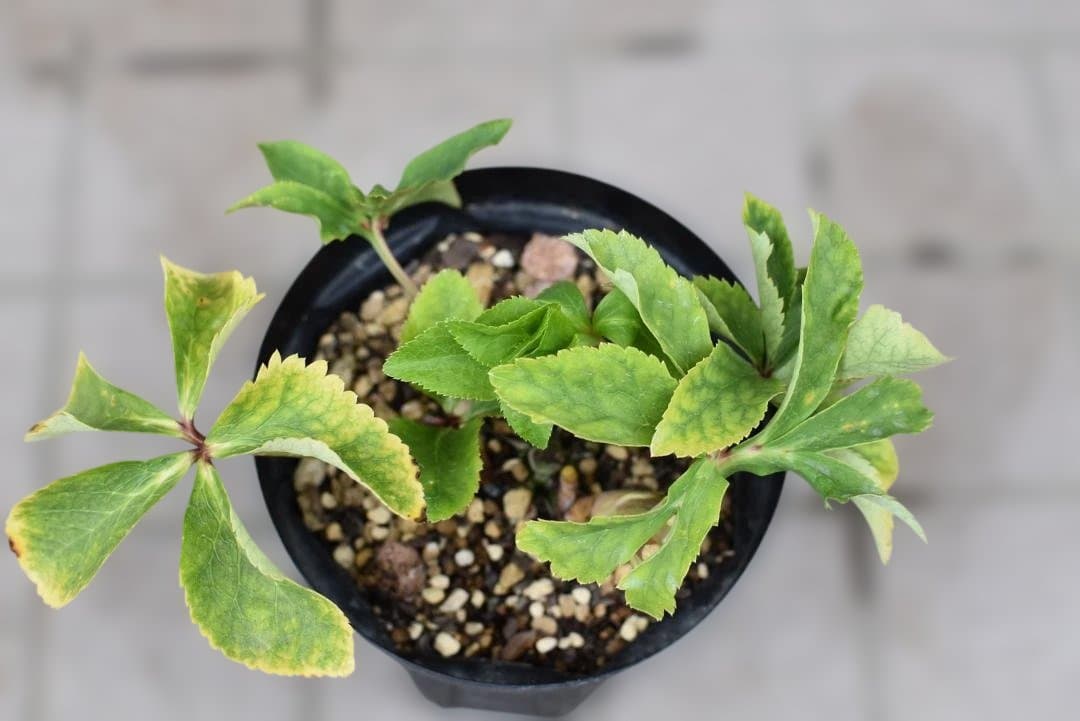 【認定】加藤農園　ゴールドモーリー　お花終わり価格