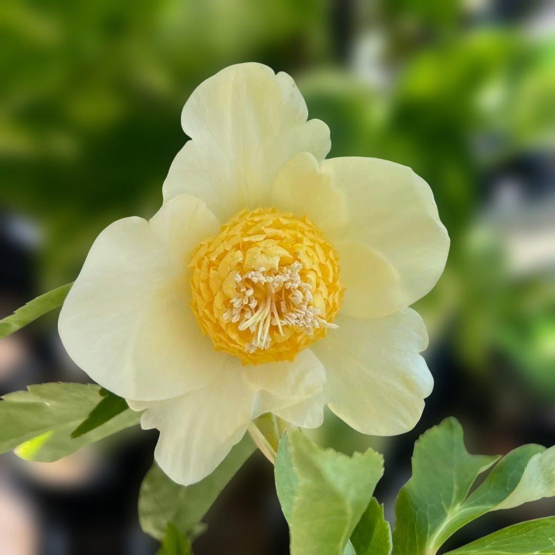 【認定】加藤農園　ゴールドモーリー　お花終わり価格
