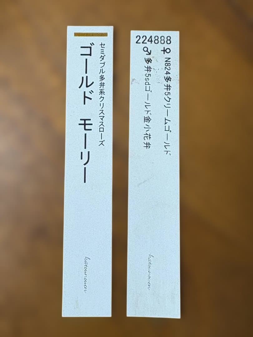 【認定】加藤農園　ゴールドモーリー　お花終わり価格