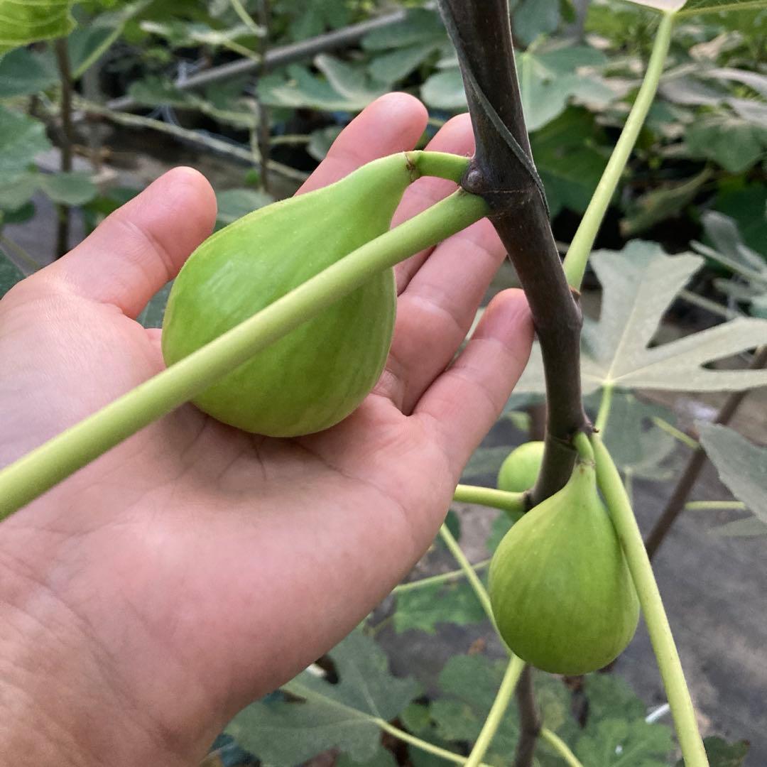 【専用】Emerald Strawberry 挿木苗 イチジク