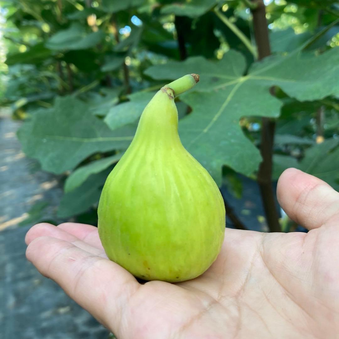 【専用】Emerald Strawberry 挿木苗 イチジク