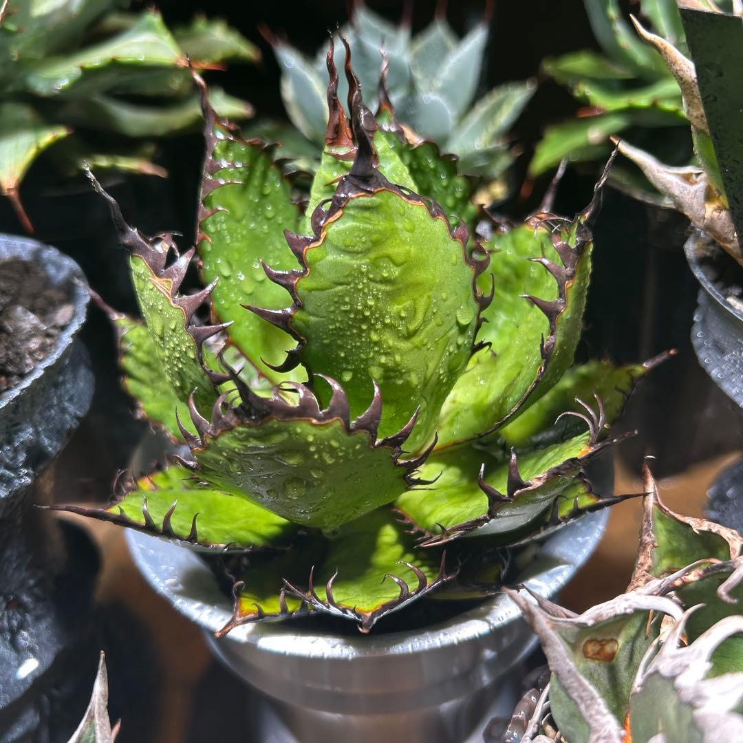 アガベ ホリダ　陽炎　ボールタイプ　ドワーフ　ブラックスパイン　S級選抜株　特価