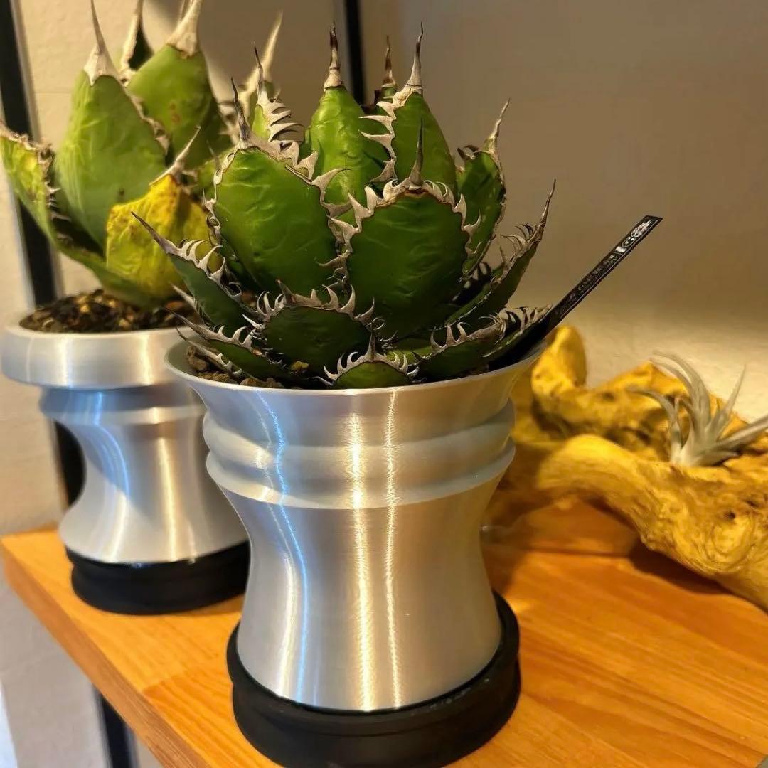 アガベ ホリダ　陽炎　ボールタイプ　ドワーフ　ブラックスパイン　S級選抜株　特価