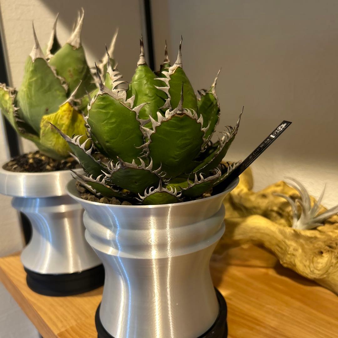 アガベ ホリダ　陽炎　ボールタイプ　ドワーフ　ブラックスパイン　S級選抜株　特価