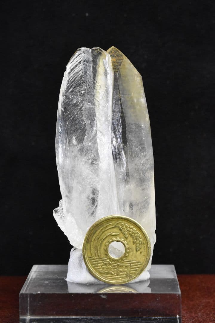 パキスタン シガール渓谷産 ゴールデンヒーラー