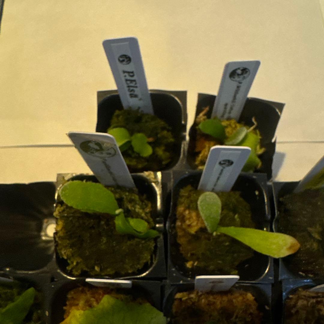 ビカクシダセット15株 エルサOC、セルソタツタOC、ccsなど