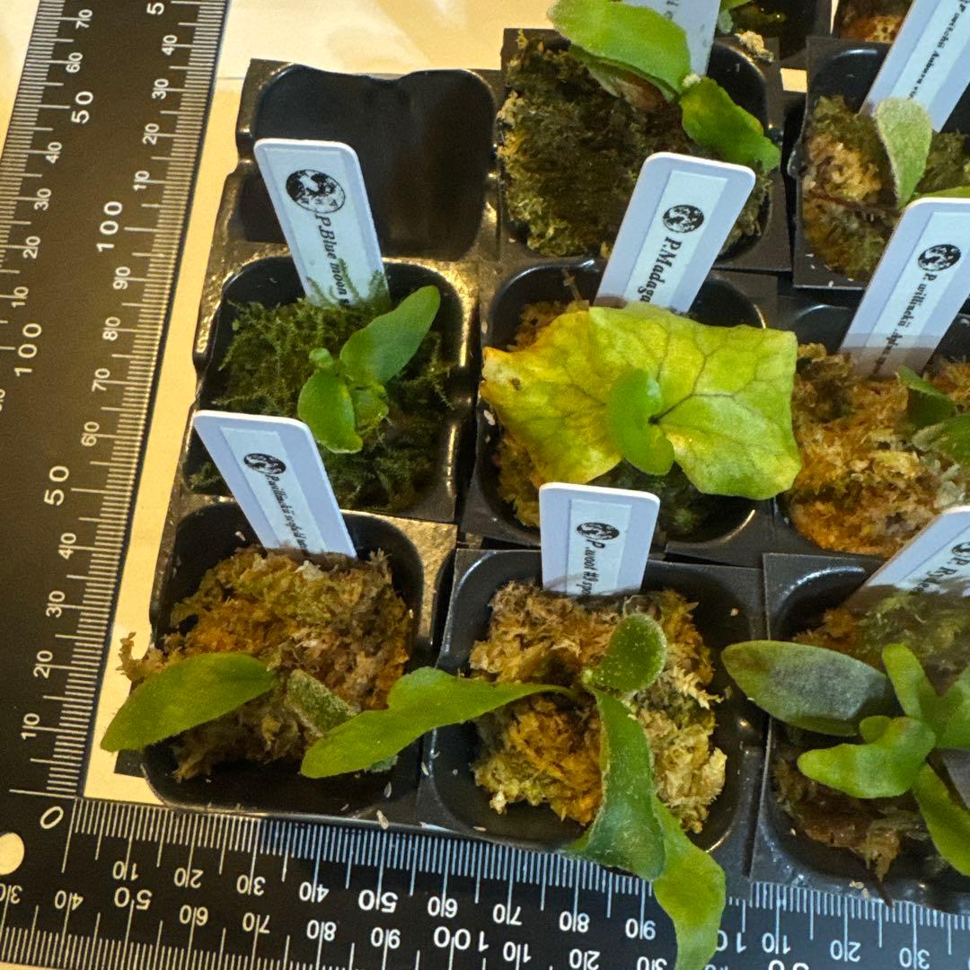 ビカクシダセット15株 エルサOC、セルソタツタOC、ccsなど