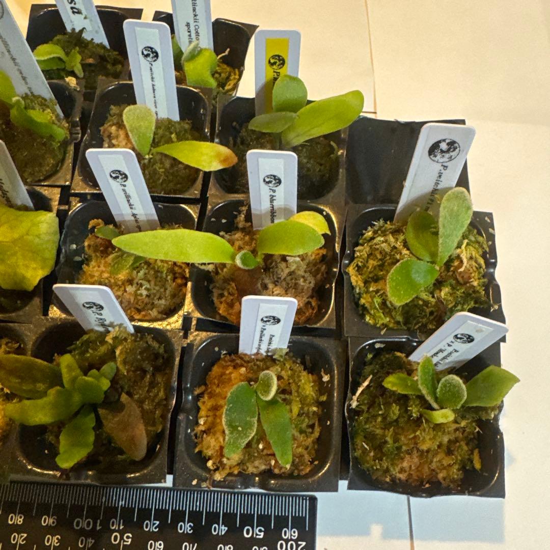 ビカクシダセット15株 エルサOC、セルソタツタOC、ccsなど