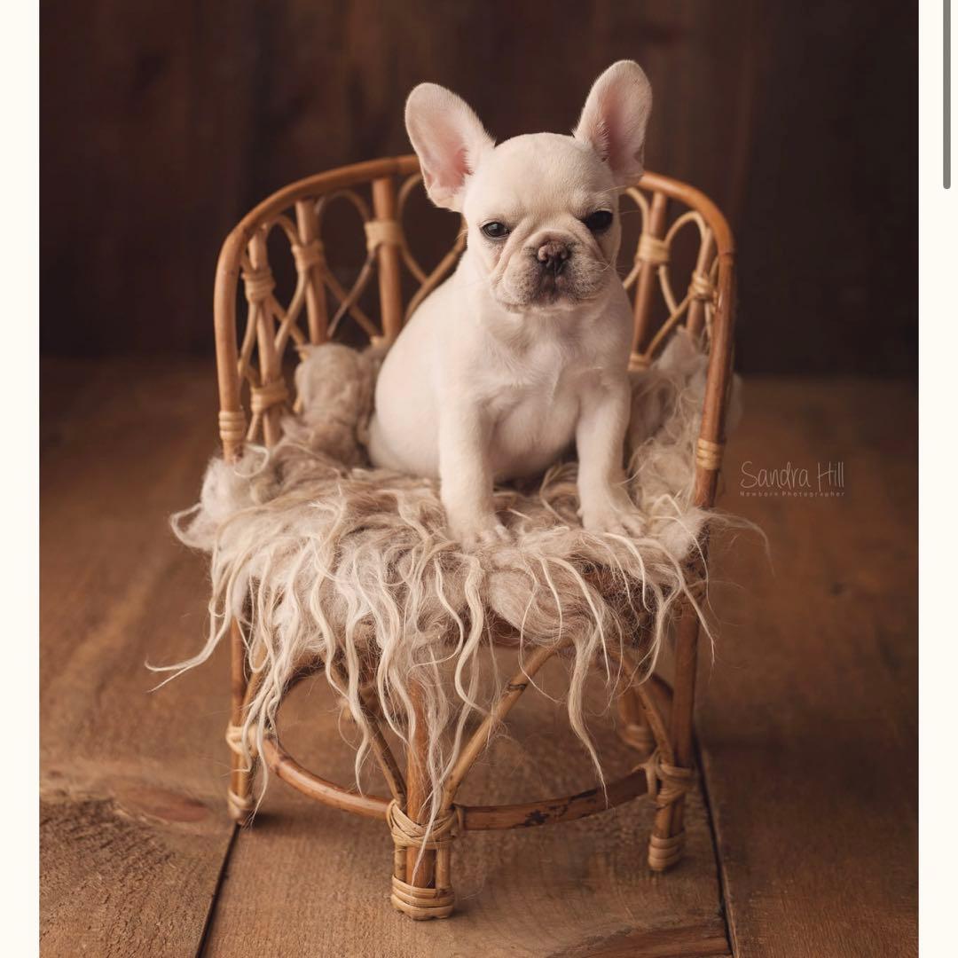 ニューボーンフォト　小道具　ラタン