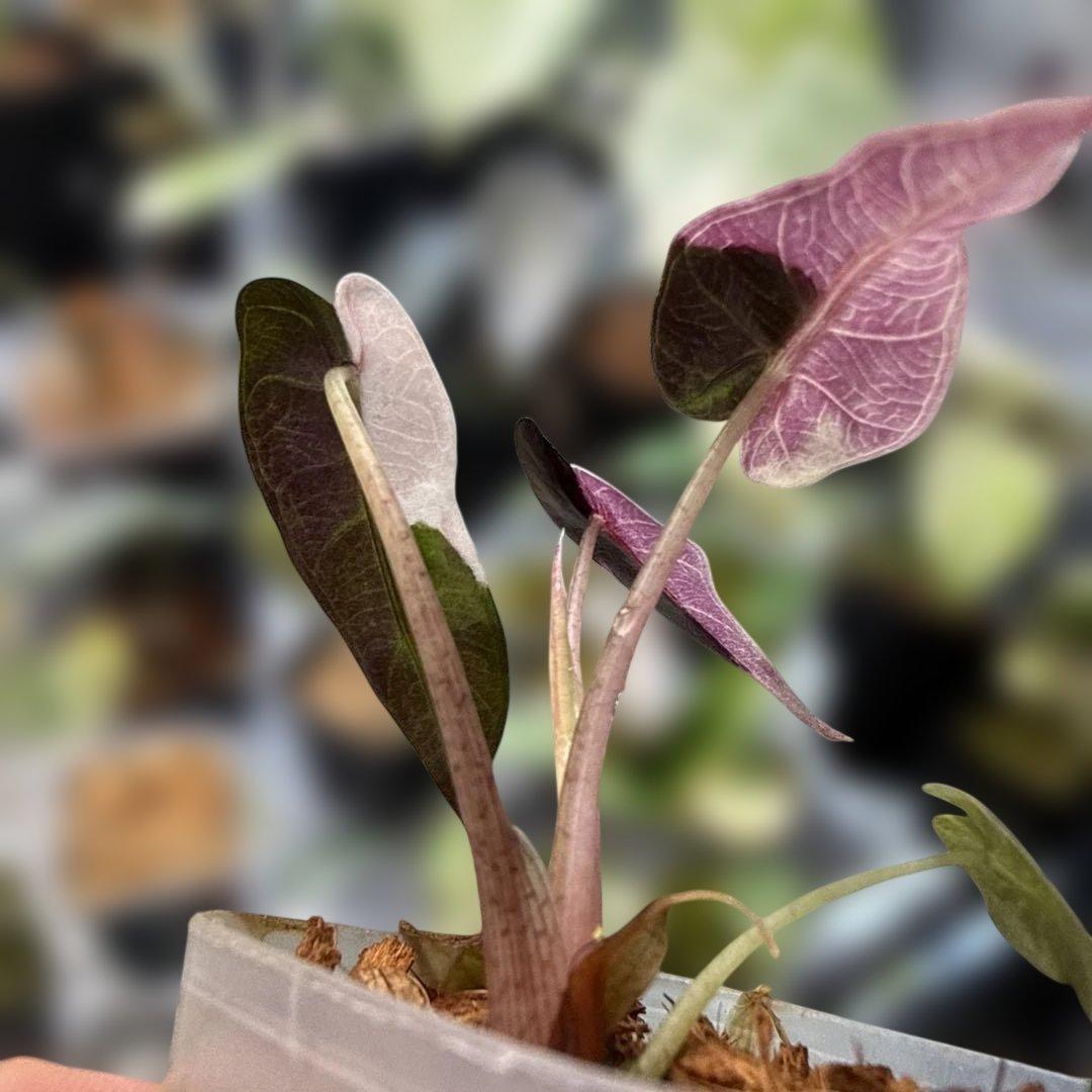 m*a様 美株 アロカシア バンビーノ ピンク