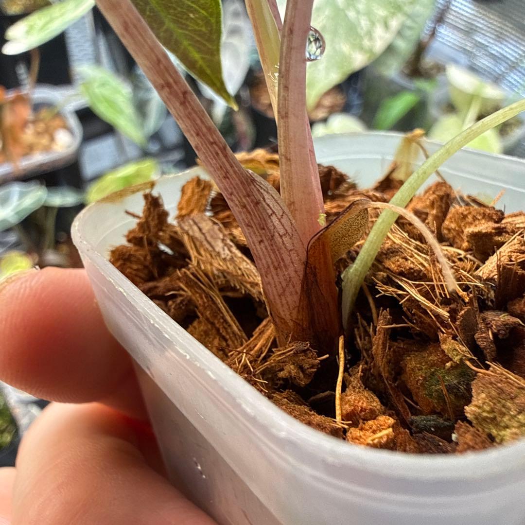 m*a様 美株 アロカシア バンビーノ ピンク