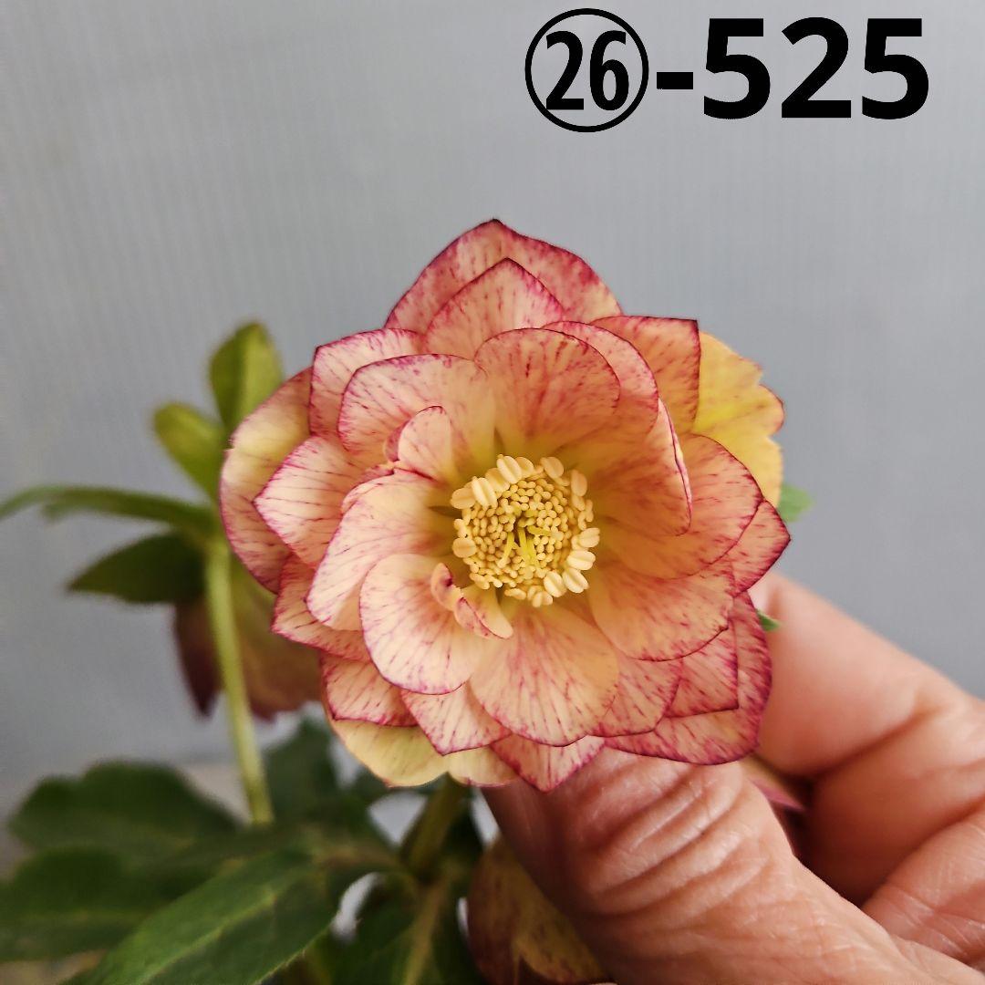 ㉖-525クリスマスローズ