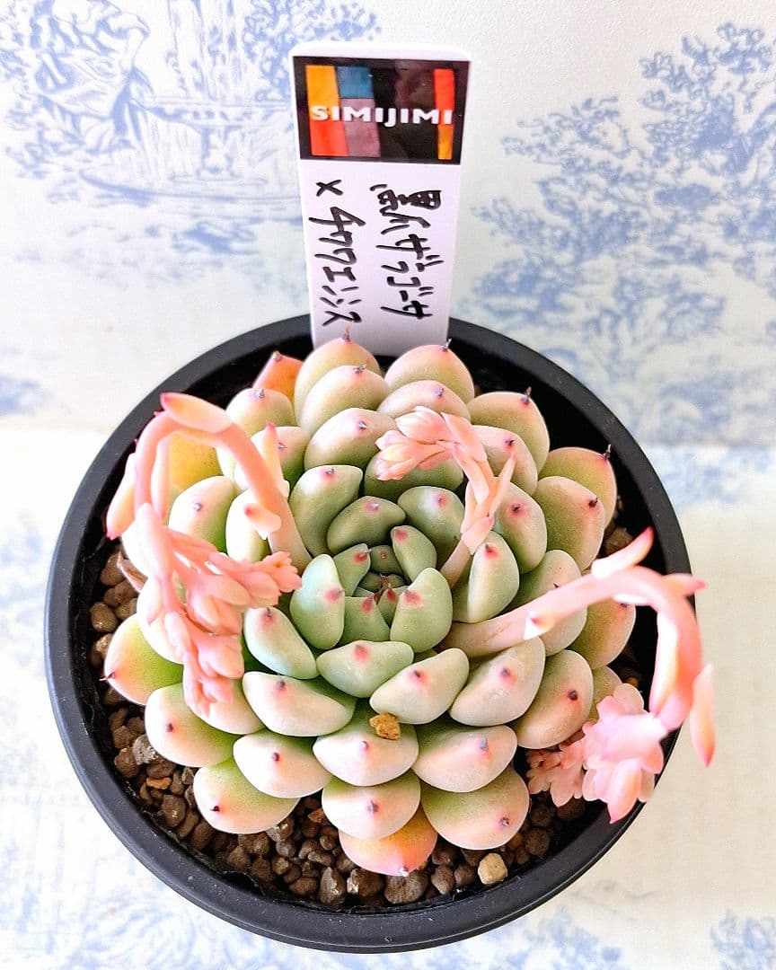 simijimiさん苗黒爪ザラゴーサ×チワワエンシス札付きポットごとメルカリ便