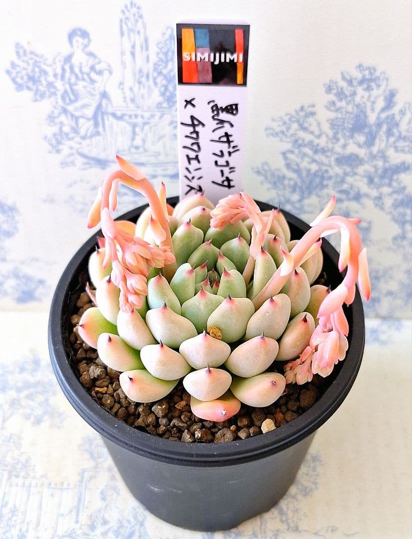 simijimiさん苗黒爪ザラゴーサ×チワワエンシス札付きポットごとメルカリ便