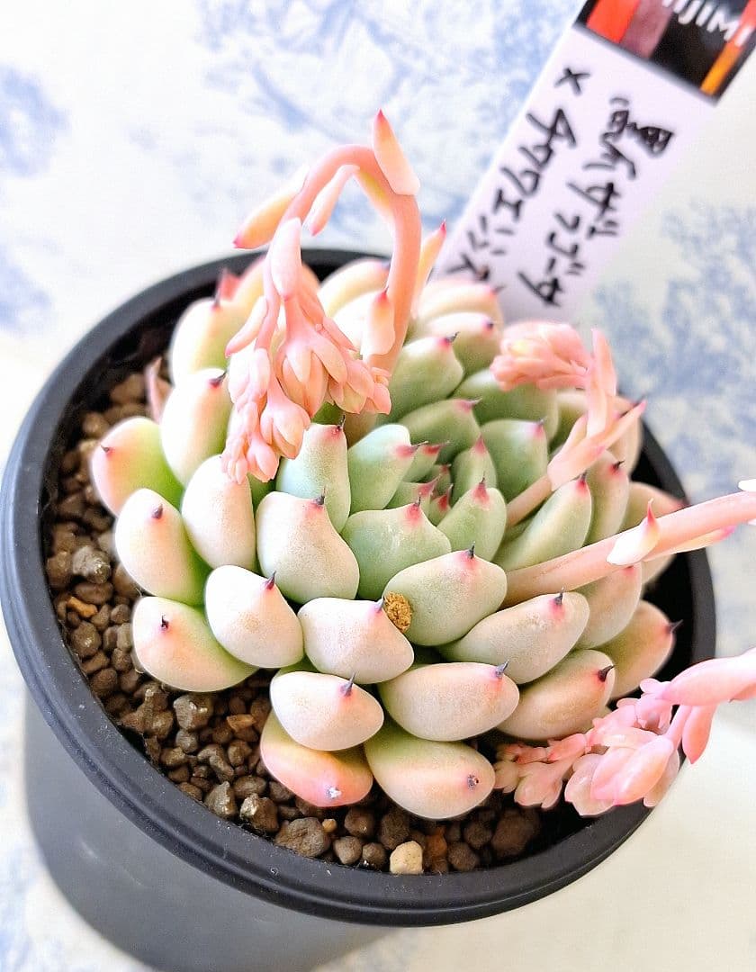 simijimiさん苗黒爪ザラゴーサ×チワワエンシス札付きポットごとメルカリ便