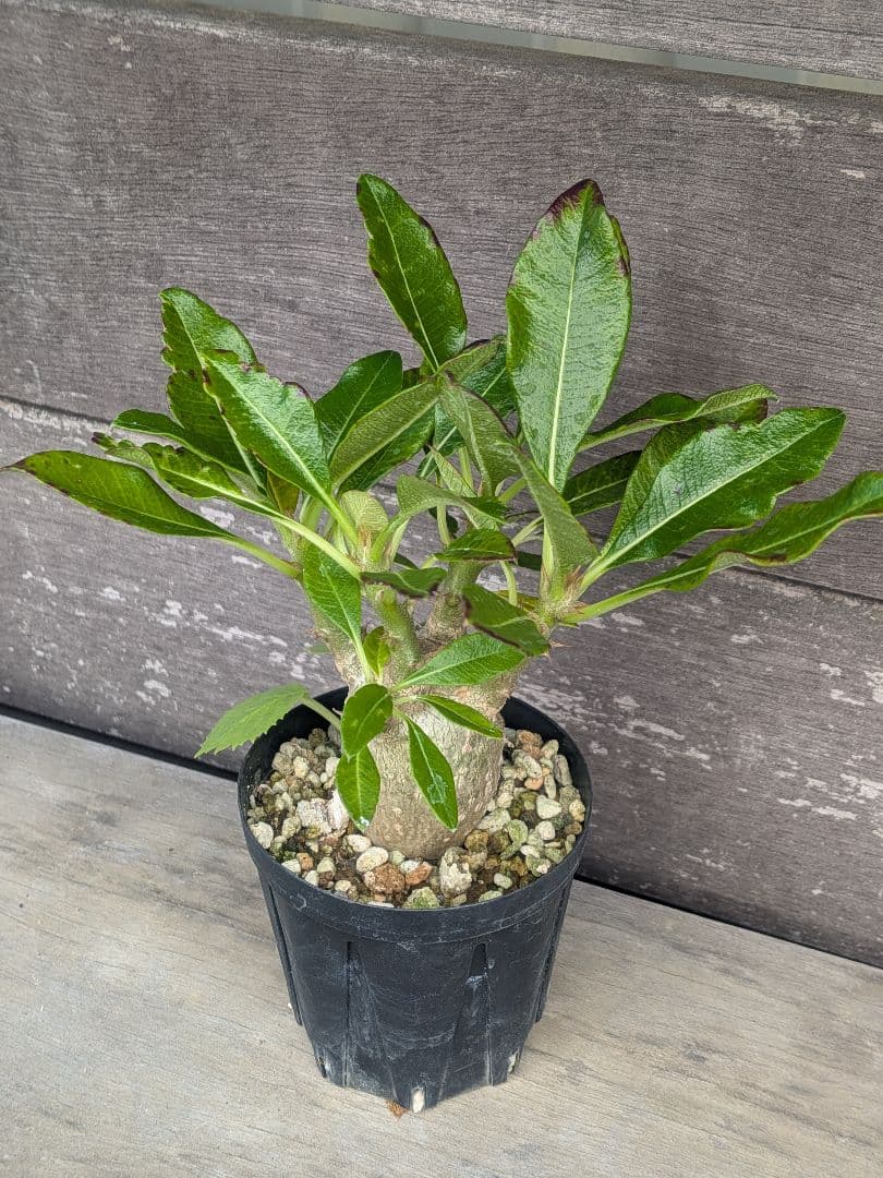 パキポディウム　赤花　実生苗①　良形株 鉢付き 第4種発送　ドルステニアオマケ付