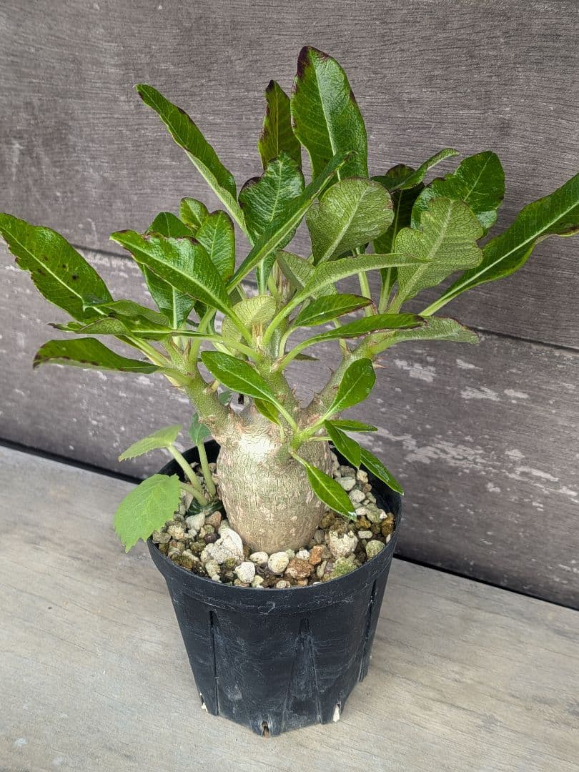 パキポディウム　赤花　実生苗①　良形株 鉢付き 第4種発送　ドルステニアオマケ付