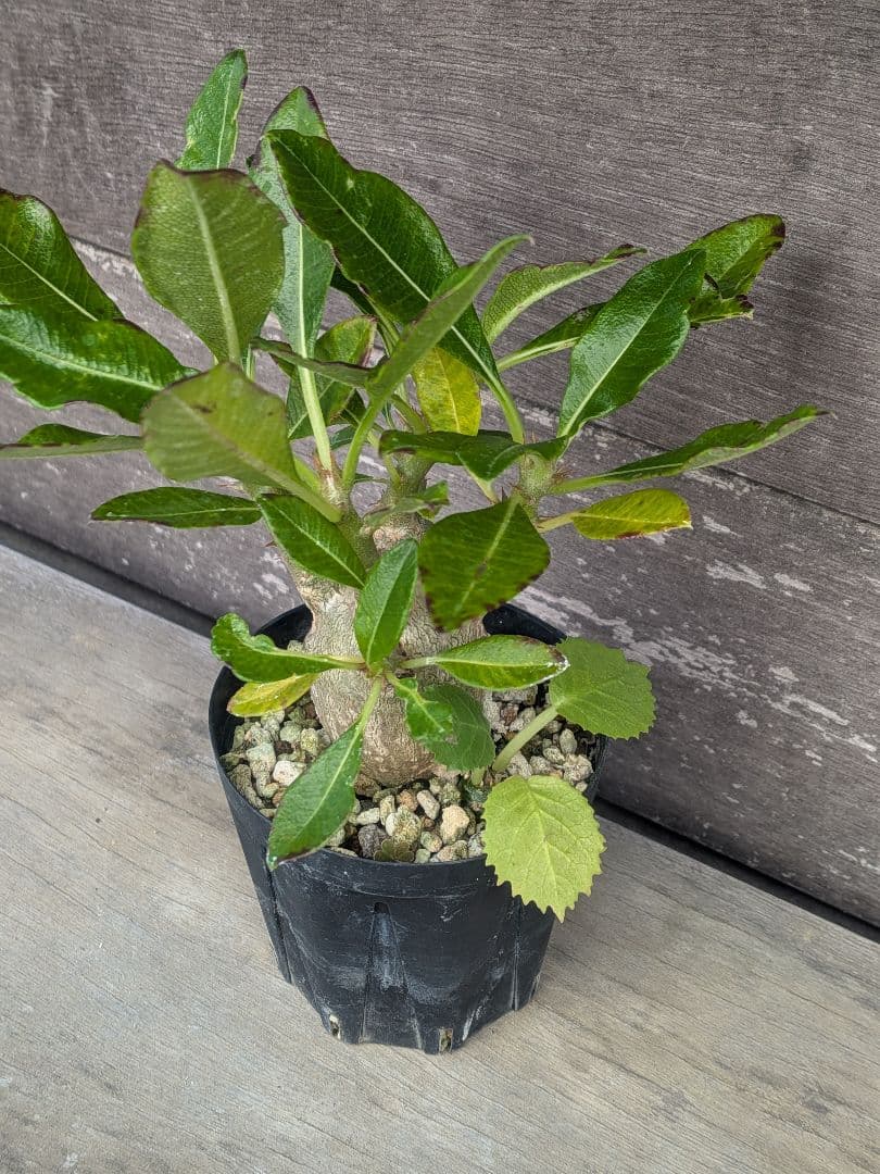 パキポディウム　赤花　実生苗①　良形株 鉢付き 第4種発送　ドルステニアオマケ付