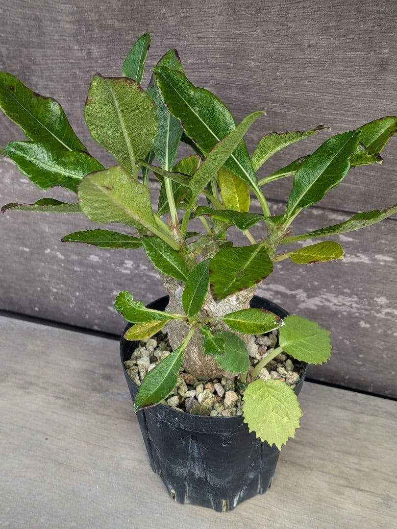 パキポディウム　赤花　実生苗①　良形株 鉢付き 第4種発送　ドルステニアオマケ付