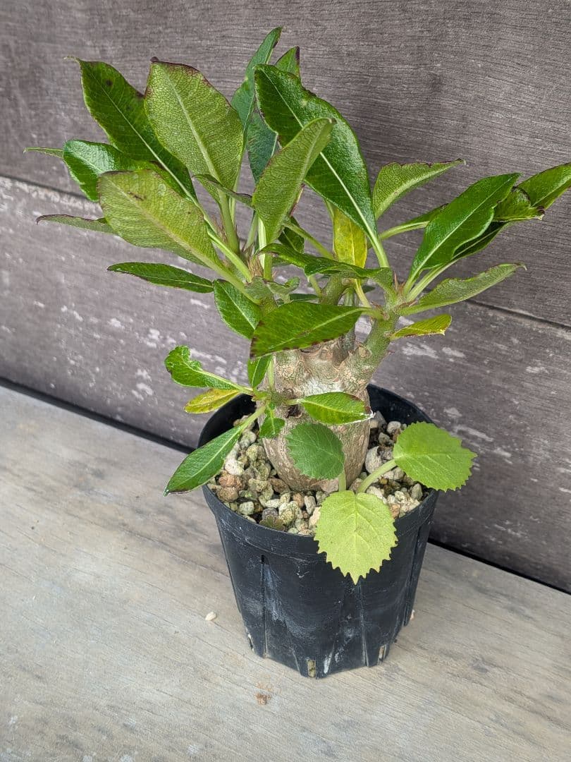 パキポディウム　赤花　実生苗①　良形株 鉢付き 第4種発送　ドルステニアオマケ付