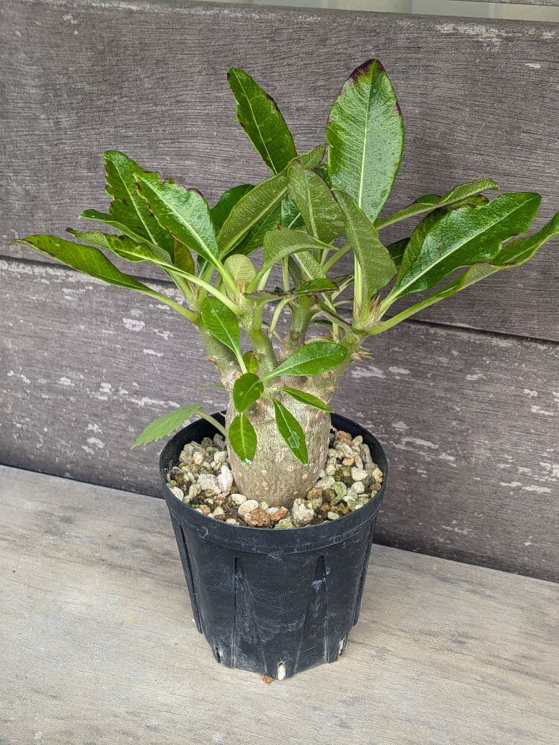 パキポディウム　赤花　実生苗①　良形株 鉢付き 第4種発送　ドルステニアオマケ付