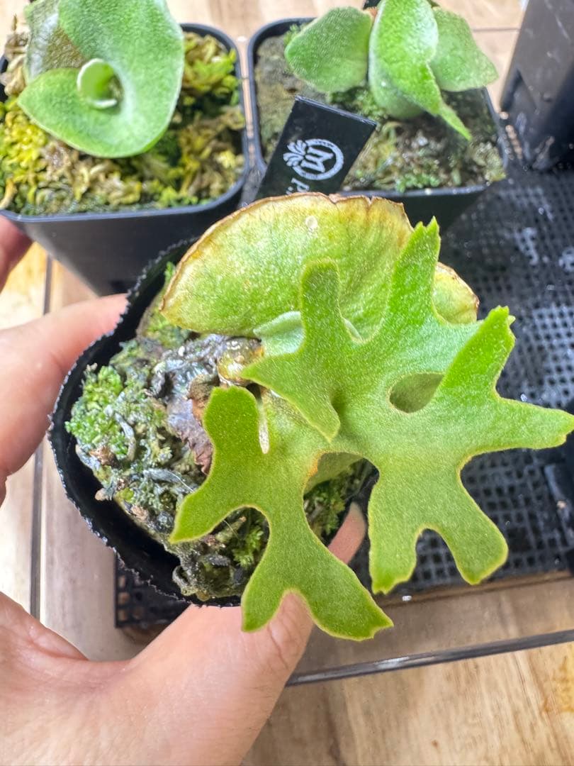 ビカクシダ　3種　③