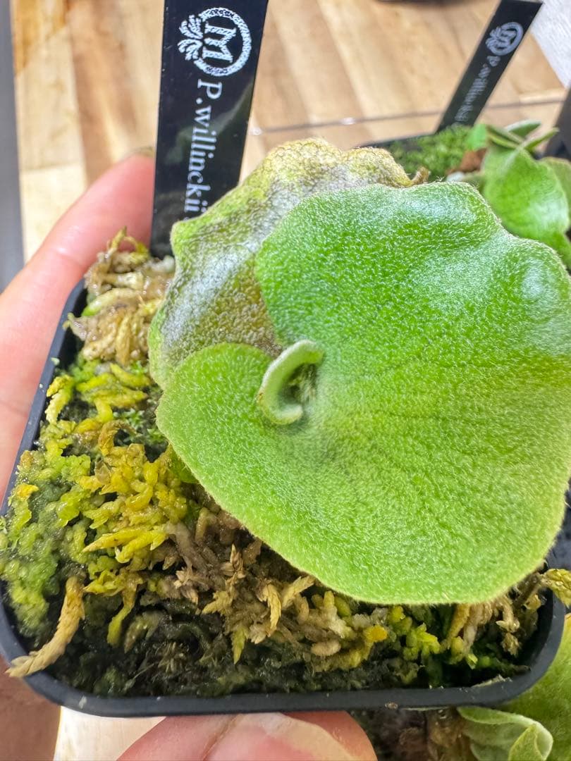 ビカクシダ　3種　③