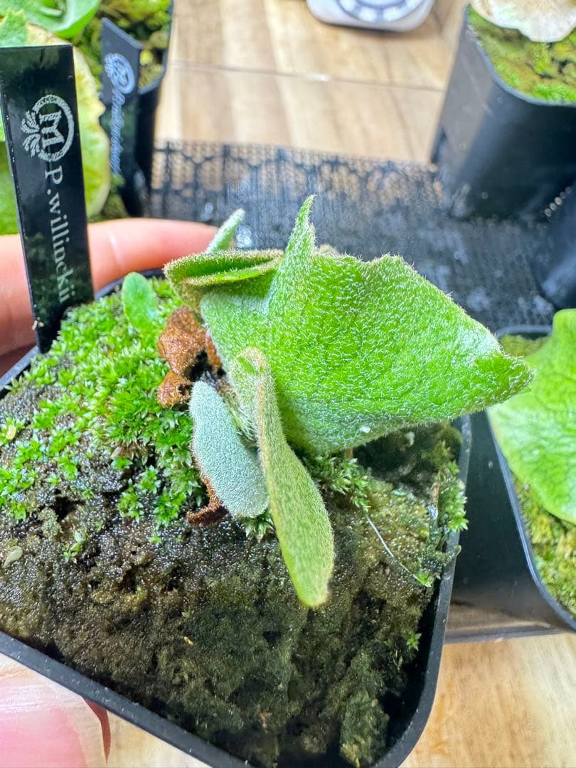 ビカクシダ　3種　③