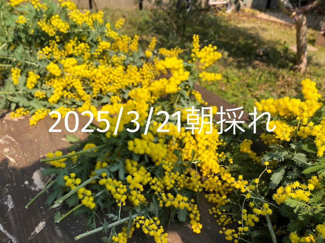 フレッシュミモザ（ギンヨウアカシア）