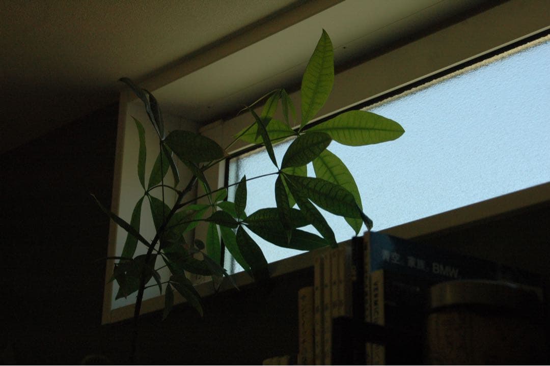 Nikon D70 CCDデジタル一眼　タムロン広角望遠　28-300 動作品