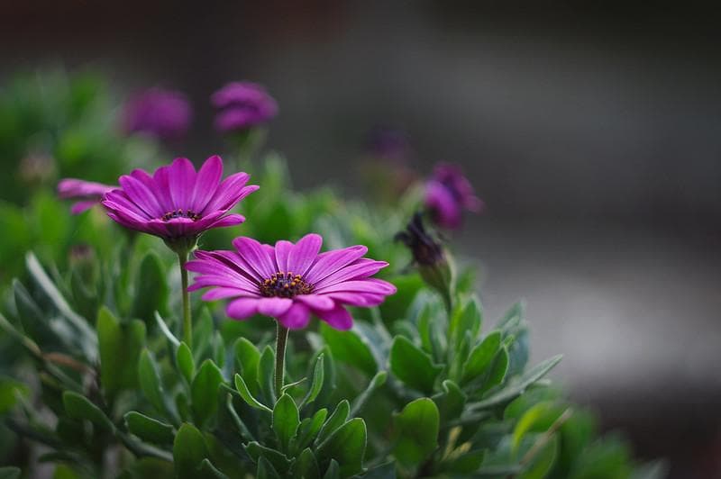 47【限定品】Art Photo Group 限定　未使用品　ヘリオス44-2