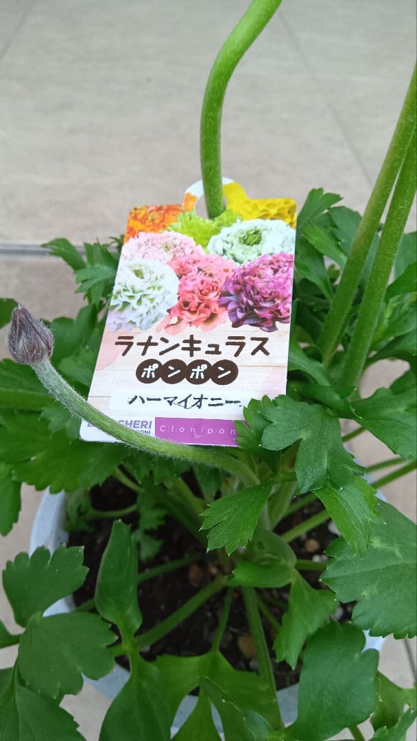 希少　ラナンキュラス　ポンポン　ハーマイオニー　5号鉢（1鉢のみ）
