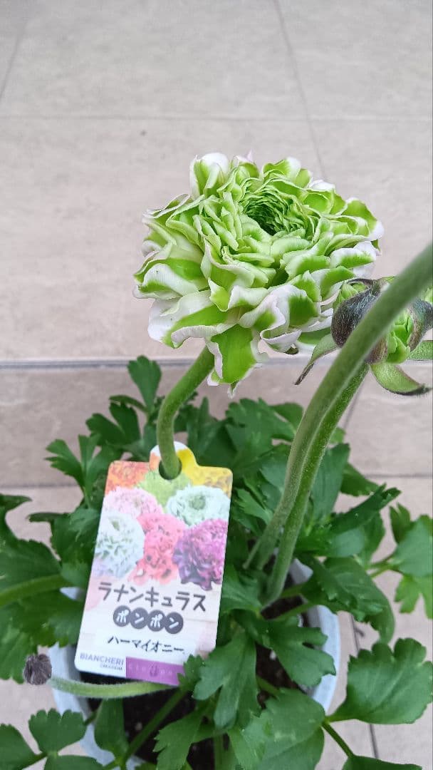 希少　ラナンキュラス　ポンポン　ハーマイオニー　5号鉢（1鉢のみ）