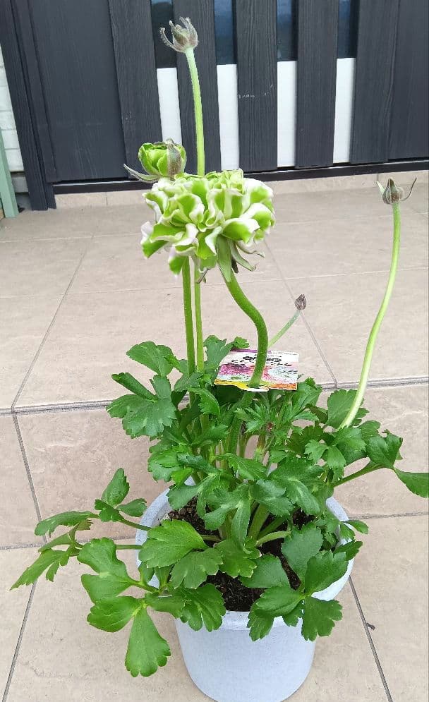 希少　ラナンキュラス　ポンポン　ハーマイオニー　5号鉢（1鉢のみ）