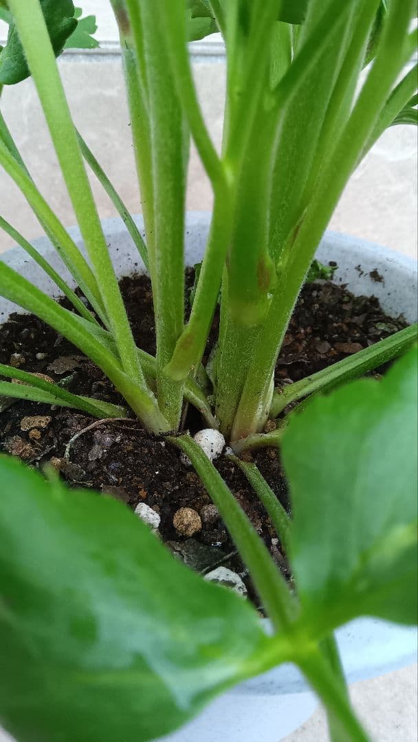 希少　ラナンキュラス　ポンポン　ハーマイオニー　5号鉢（1鉢のみ）